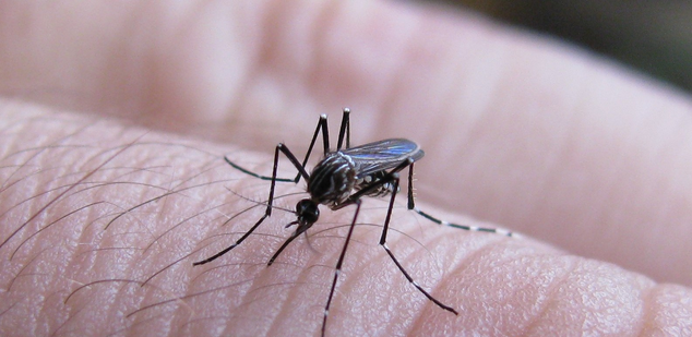 Dengue